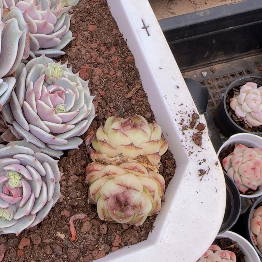 围*黑麦秆一颗双头精控