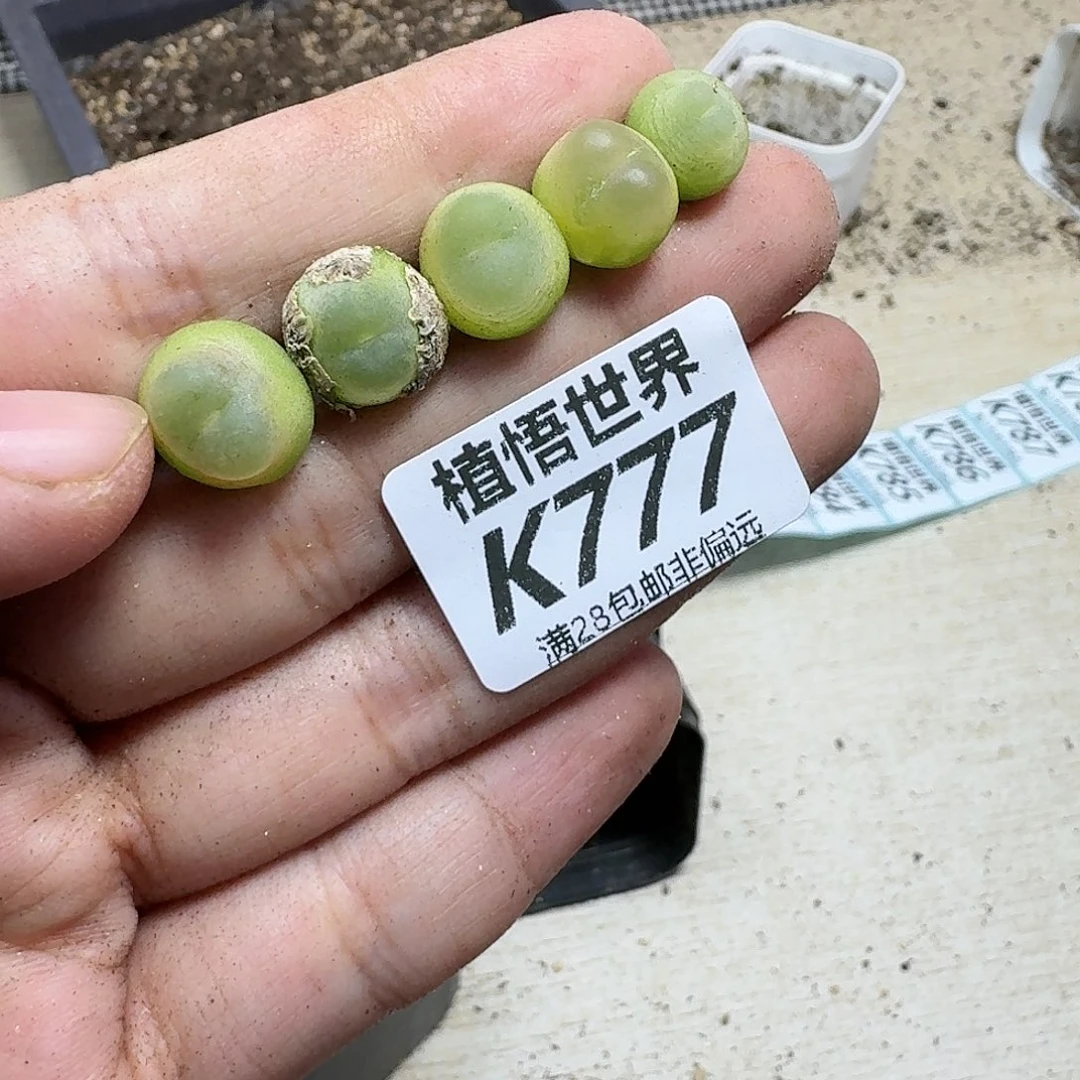 多肉植物的润泽fghj