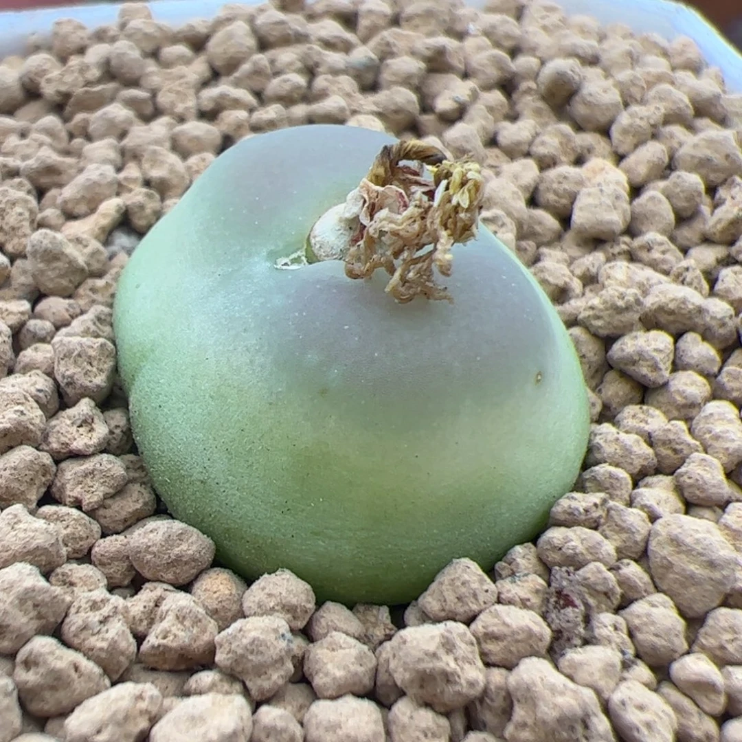 0255号 大王 多肉植物