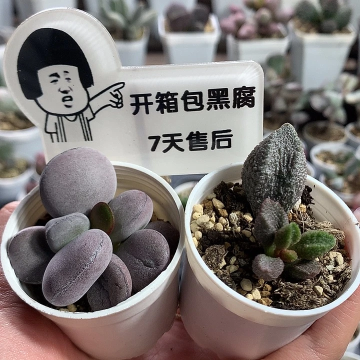 新手组合11 —专拍专拍专拍