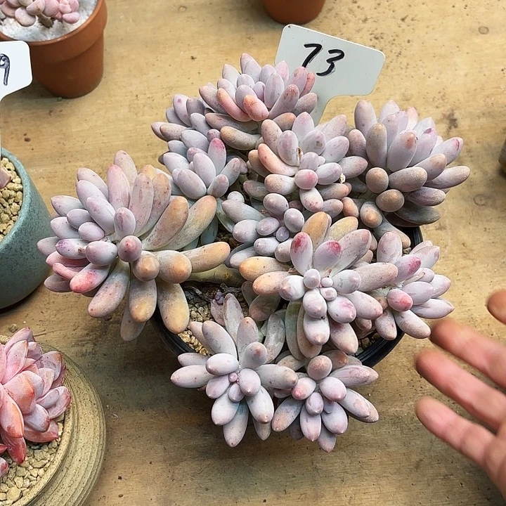 多肉植物，汤圆73号