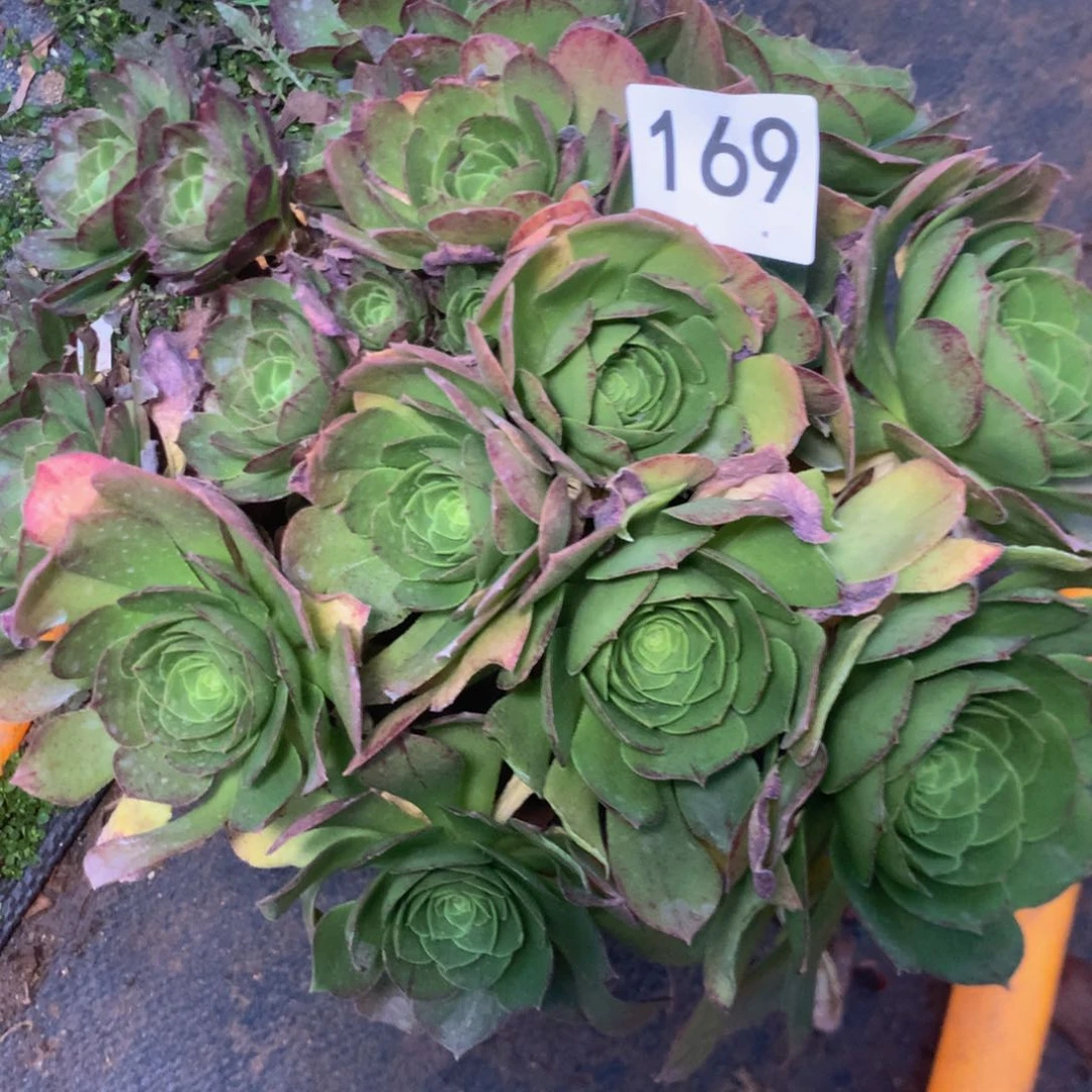 169万圣夜多肉植物