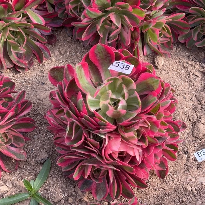 538邀约多肉植物