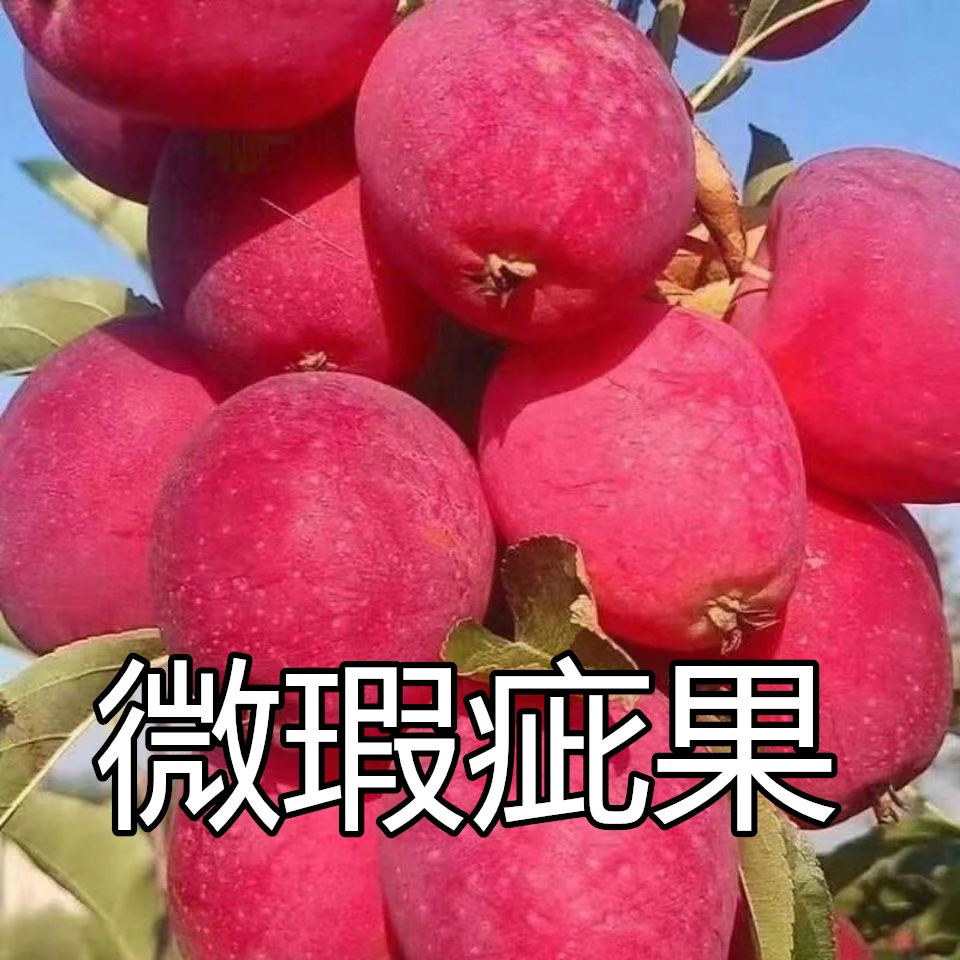 【瑕疵果】东北特产鸡心果新鲜采摘脆甜多汁现摘现发