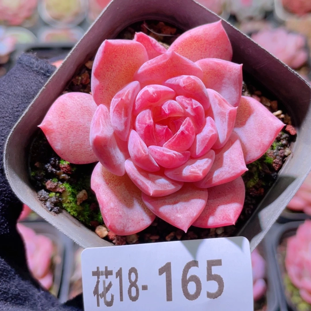 花利美18-165新品
