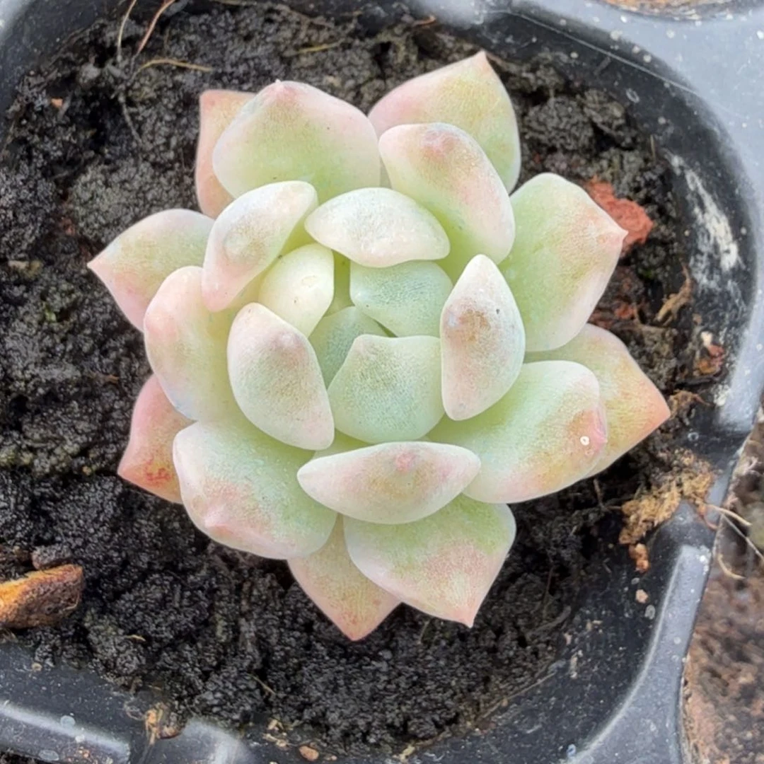 一刻霜花锦腹欧你锦