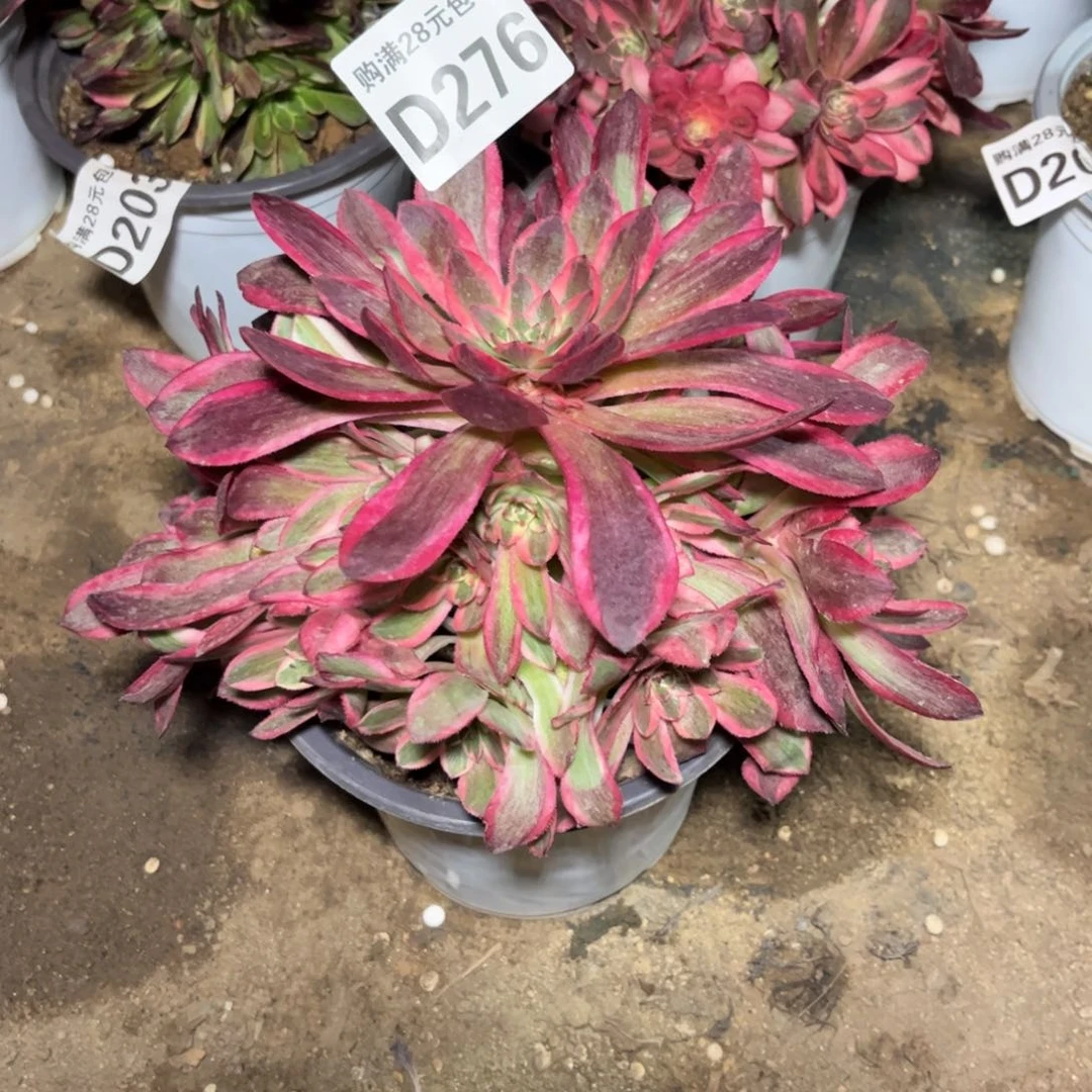 276多肉植物花脸云荷