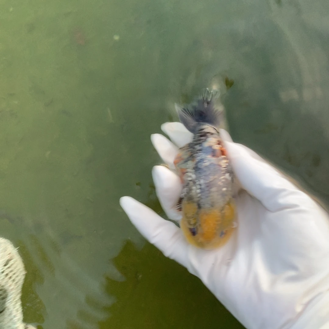 金鱼特色银甲麒麟