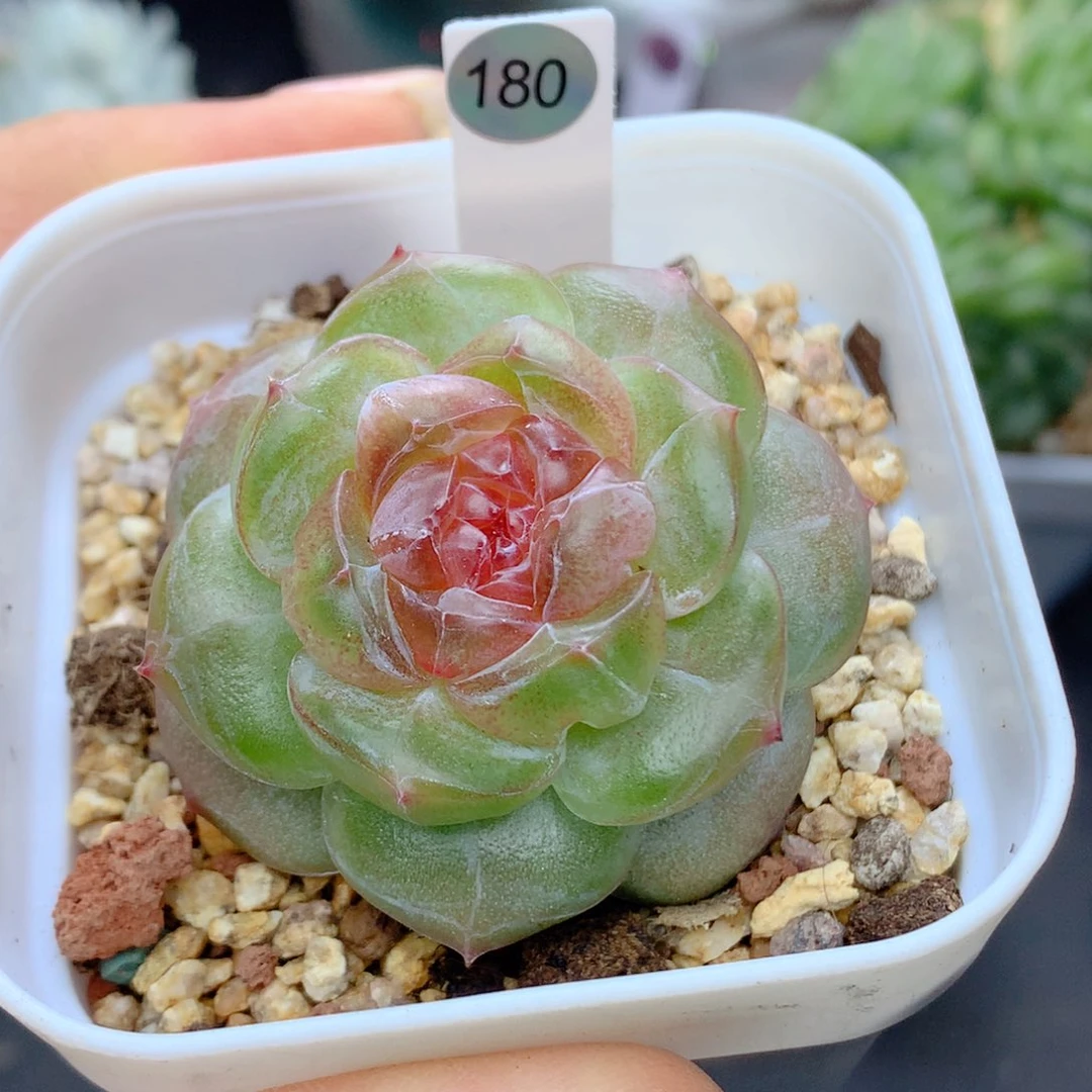 58包邮  群生不包整180