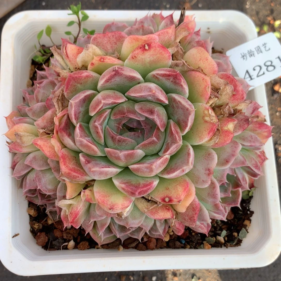 4281有叶伤杂交多肉植物