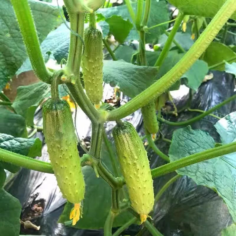 正宗东北绿心旱黄瓜新鲜现摘水果小黄瓜生吃脆甜蘸酱蔬菜脆嫩青瓜