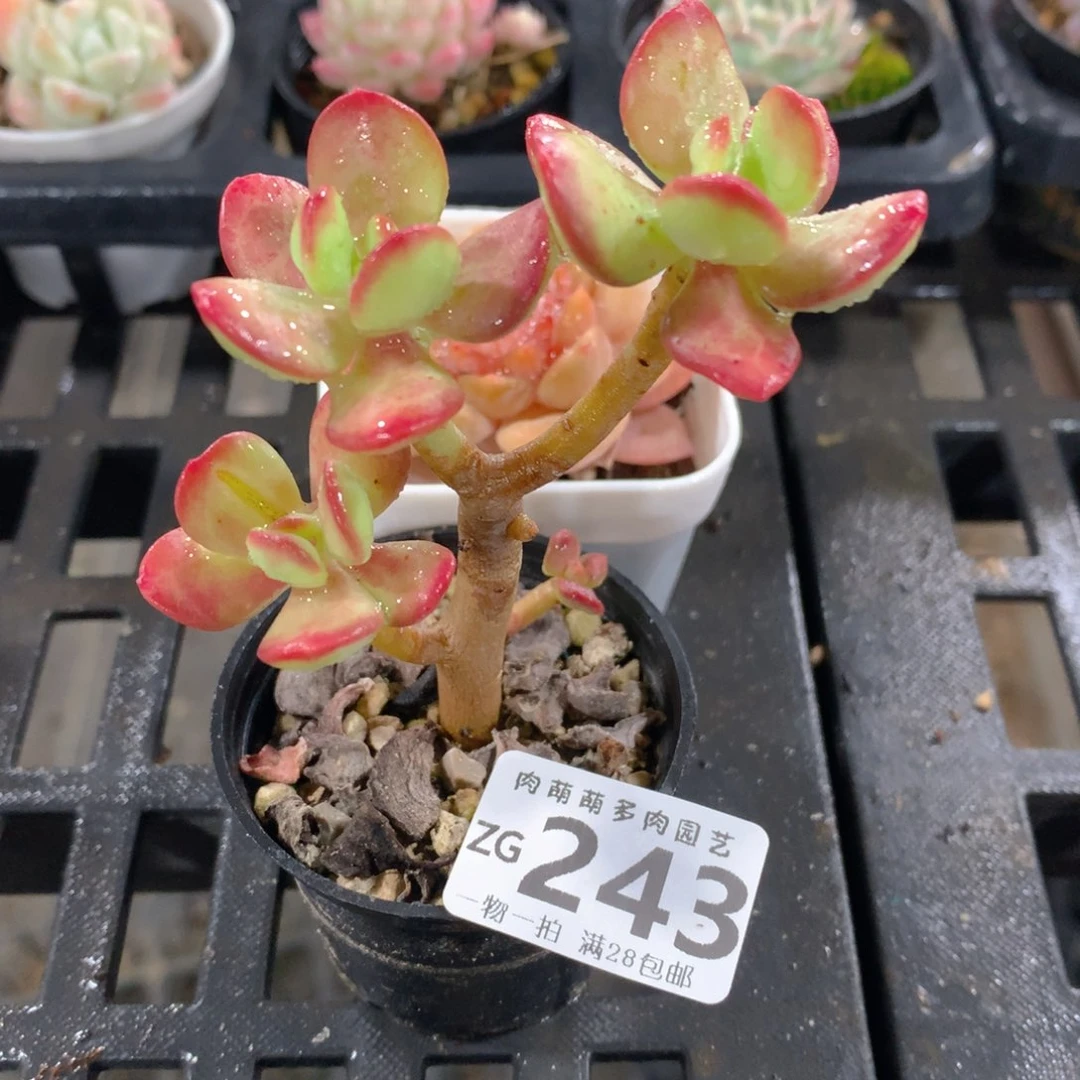 肉萌萌拇指盆精控多肉ZG243