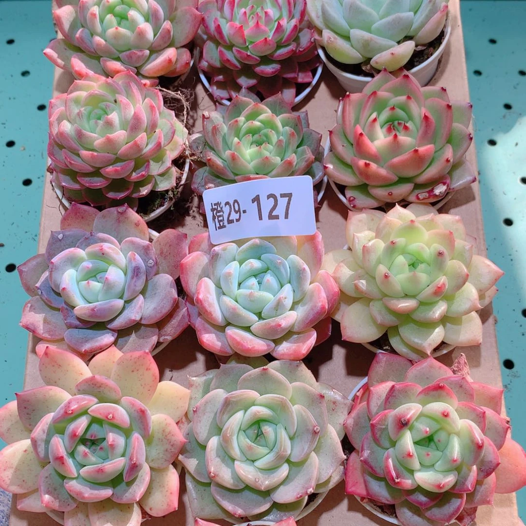 29-127一物一拍多肉带盆18颗