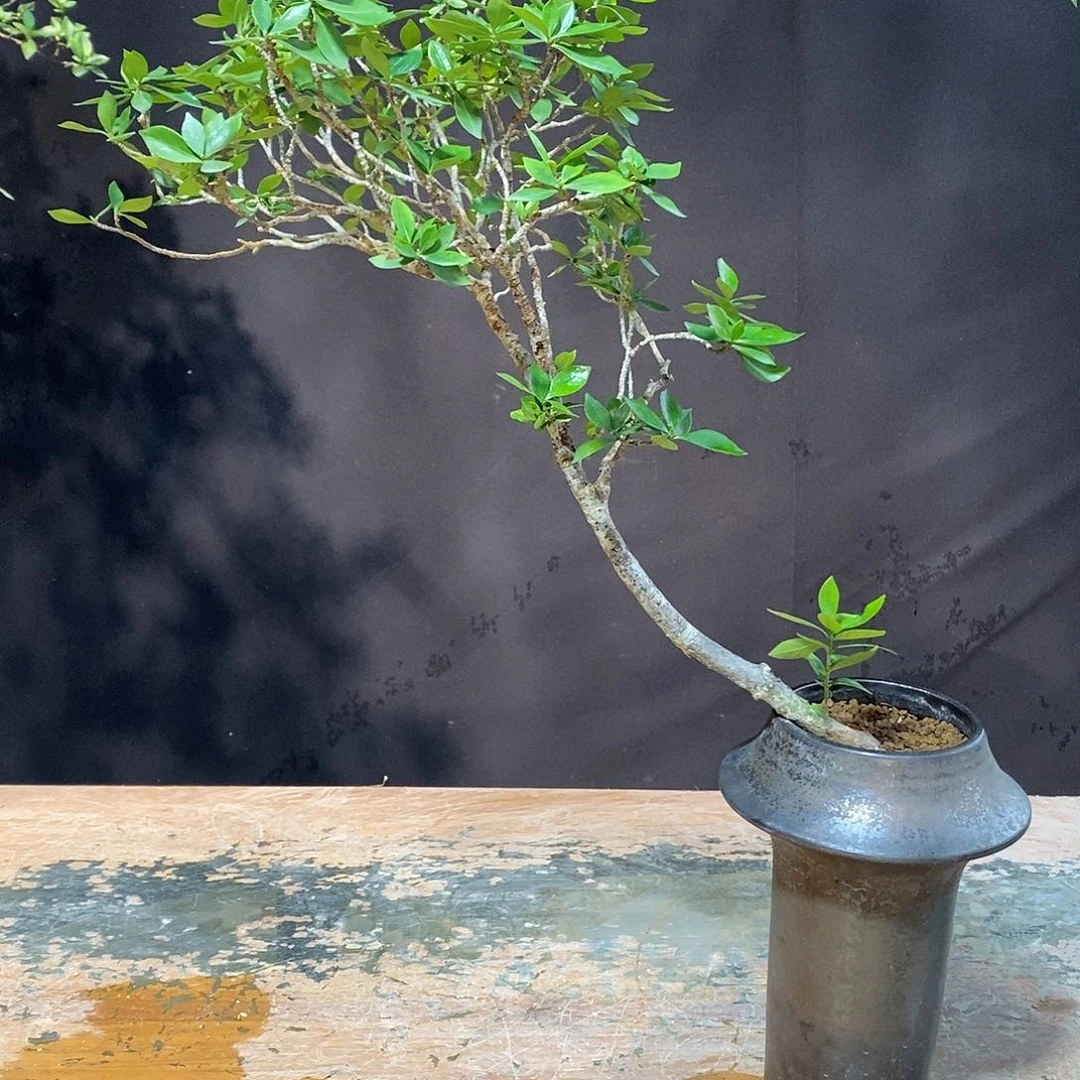 完全开放诸*君栀子花