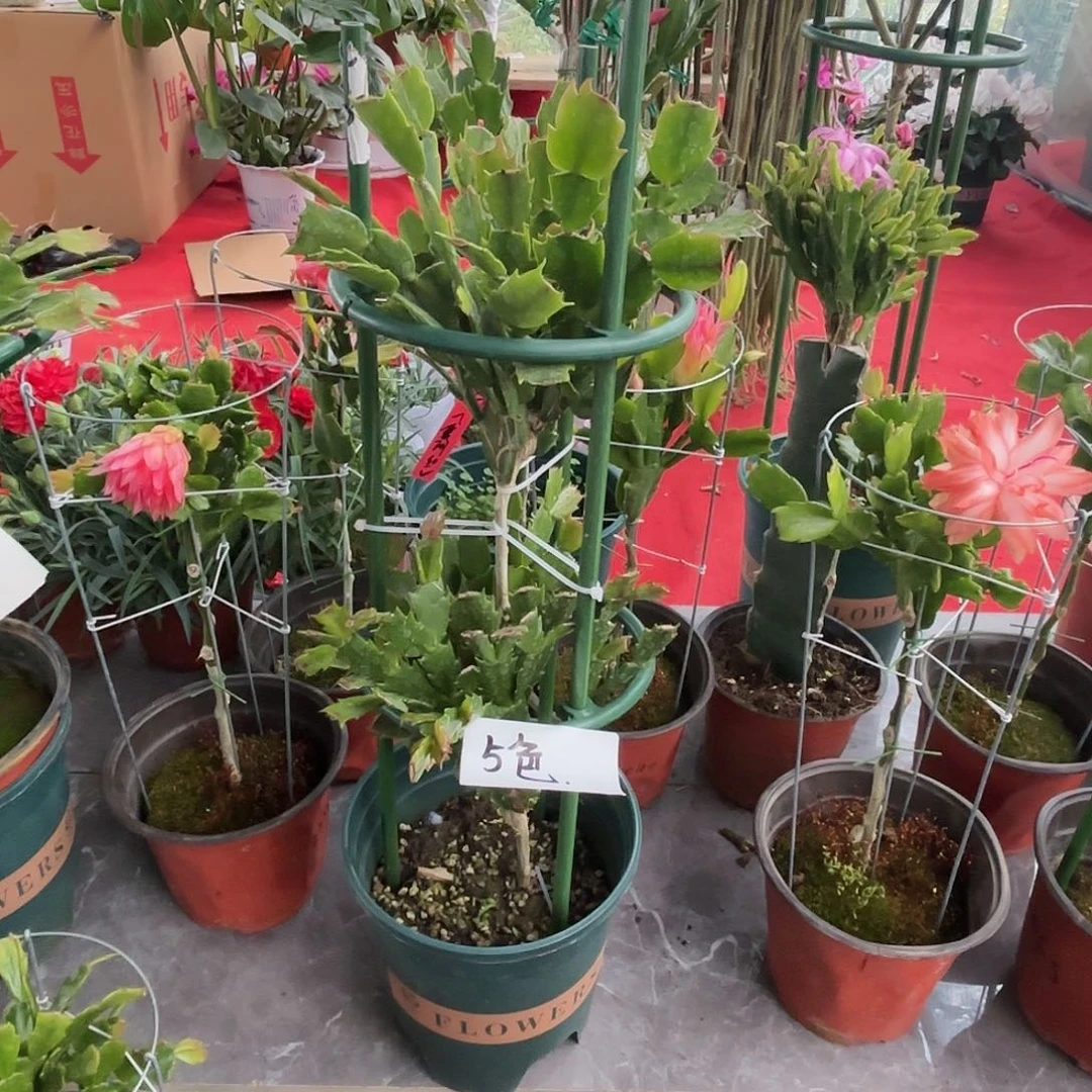 【闪购商品】用****1双层五色叶仙嫁接