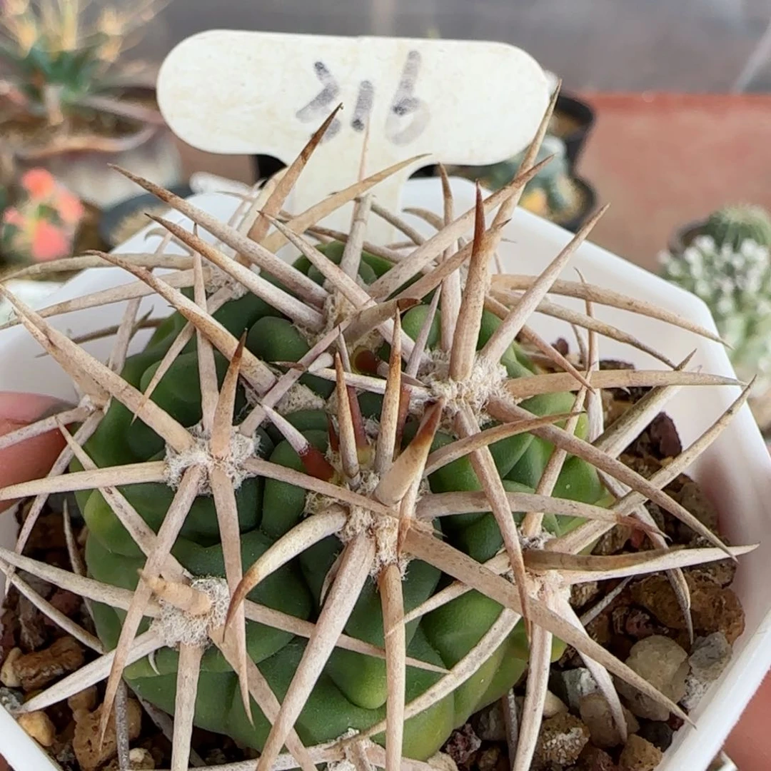 316实生碧岩玉多肉