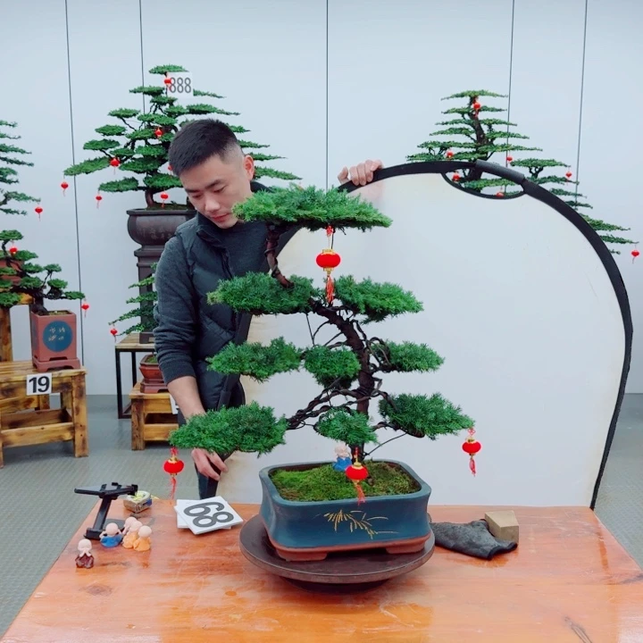 松树盆景一物一拍