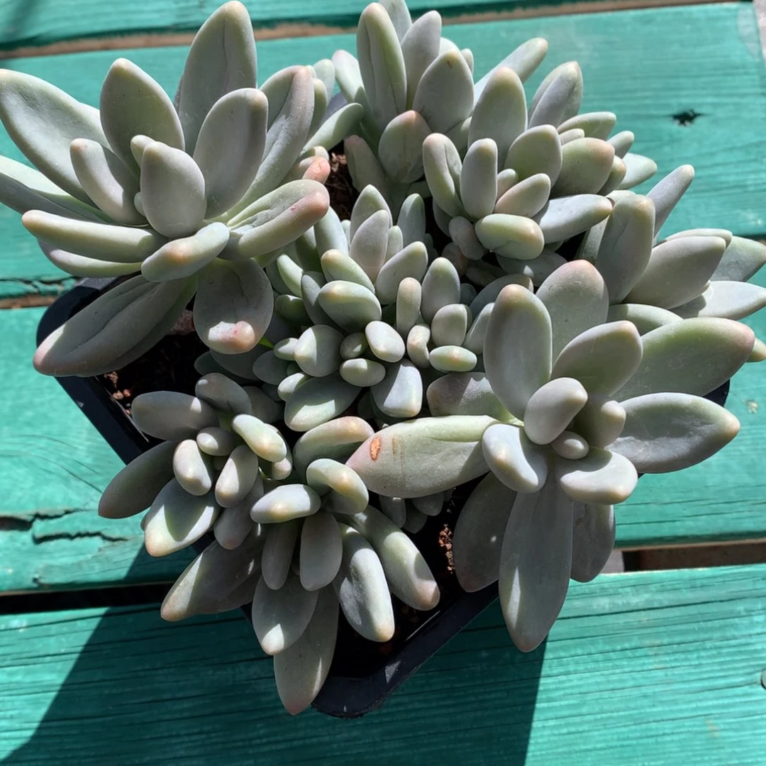 我们家的小姐姐们