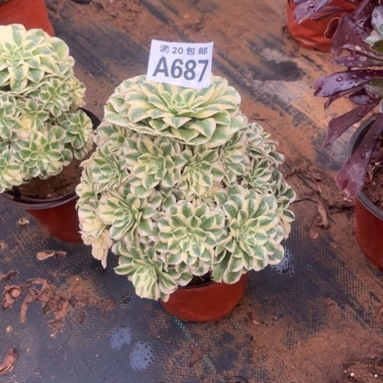 687迈巴赫不包断枝