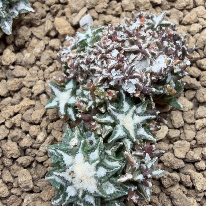 阿赞比几十年的石化姬自然群