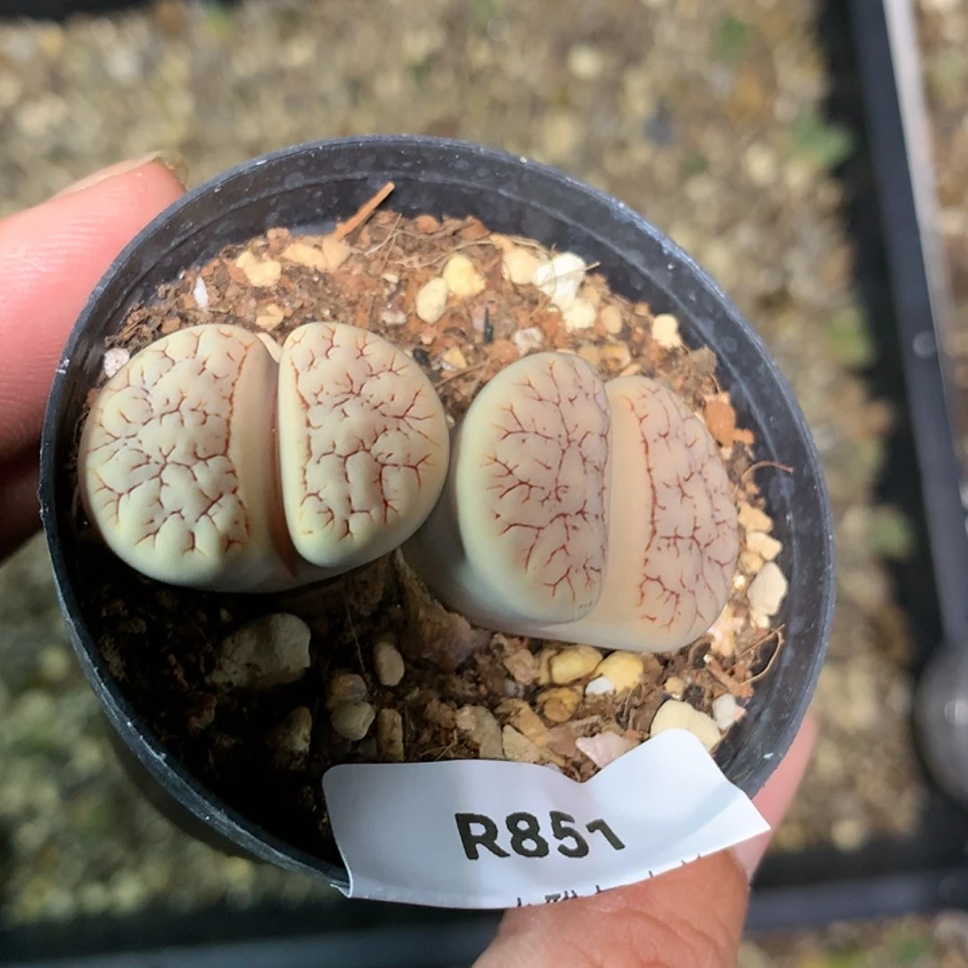 R851多肉植物保护