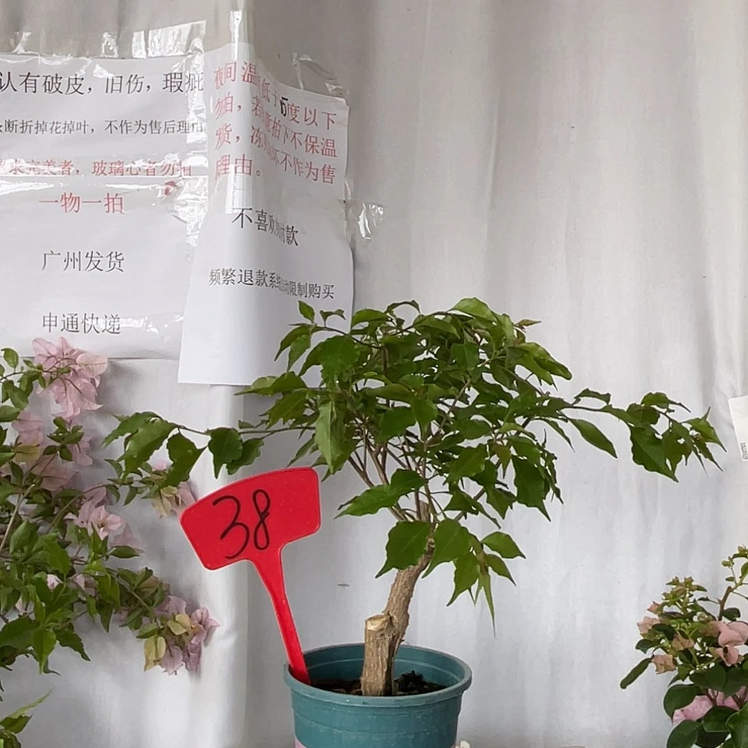 当前无花栽培后可以开花38热火红桑巴桩
