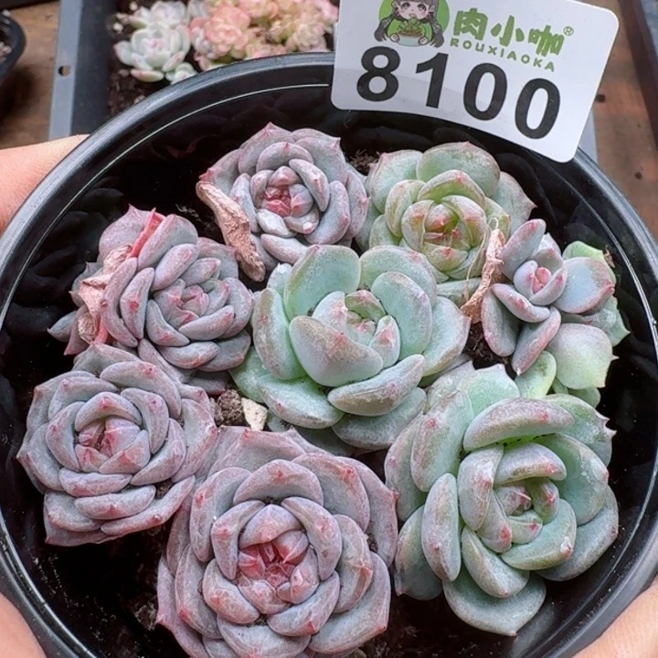 多肉植物多肉植物