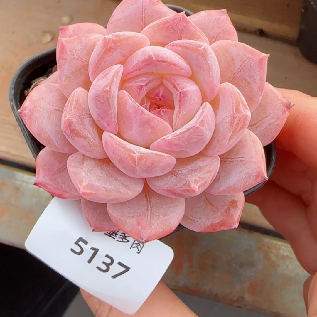 粉魄，5137多肉植物