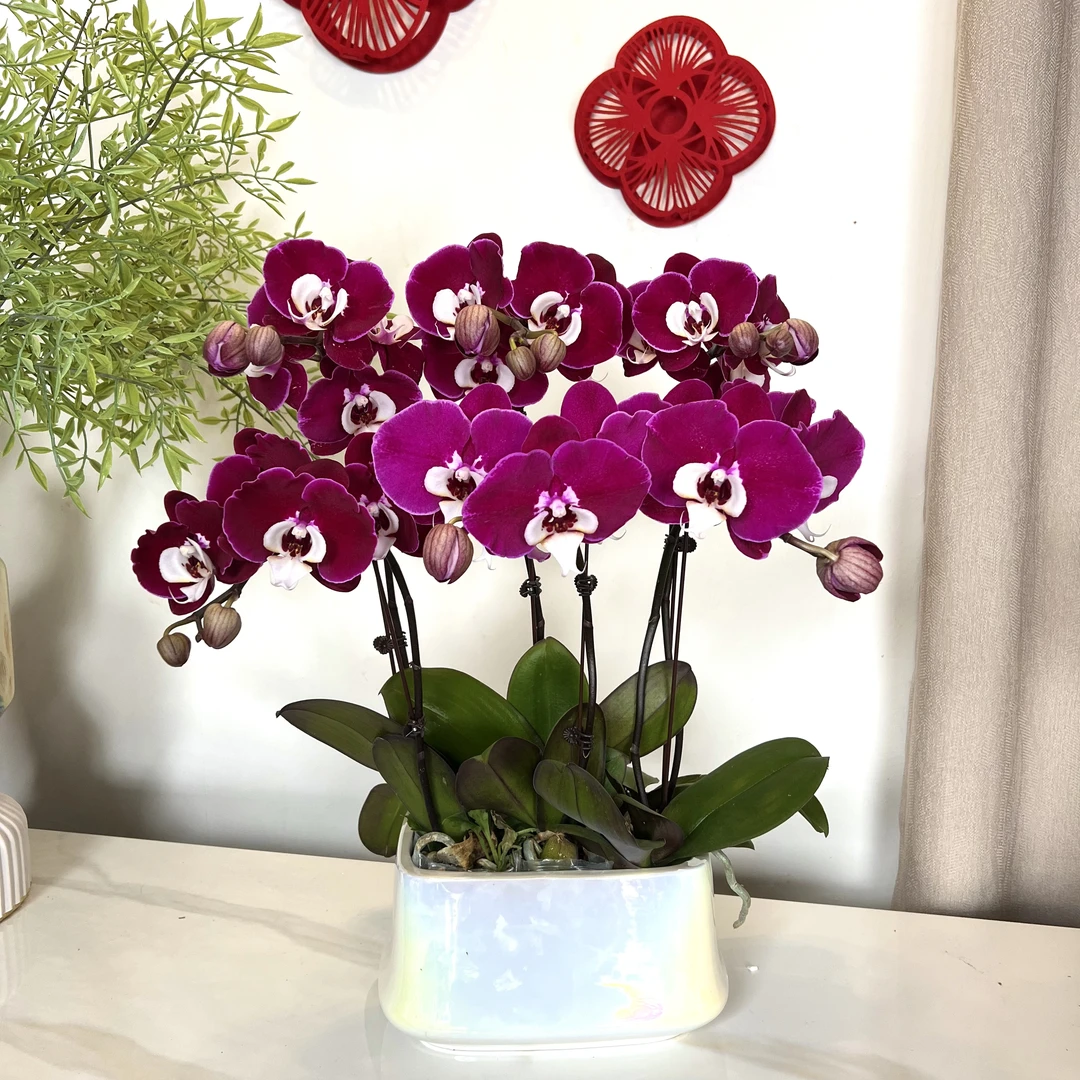 【米歇尔-蝴蝶兰】 轻奢 中式 禅意 绿植盆栽 年宵花