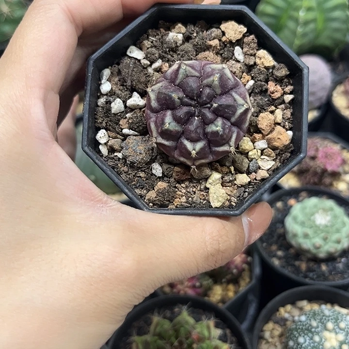 梦想仙人球3公分自根