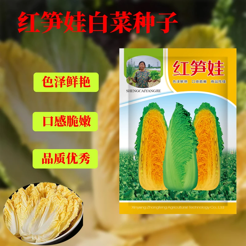 红笋娃白菜种子  秋播中早熟白菜种子内部橙色包尖麻叶白菜籽