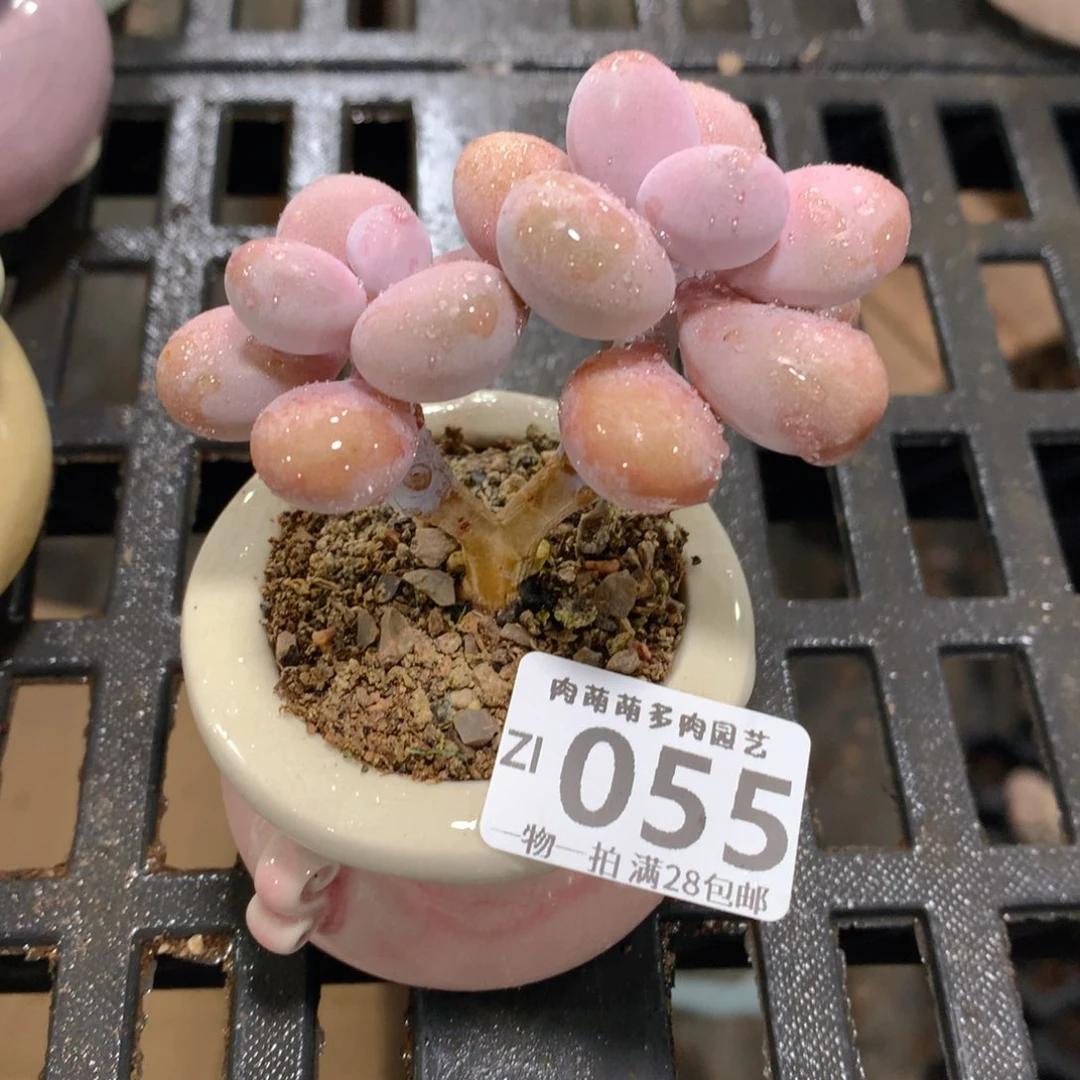 肉萌萌拇指盆精控多肉ZI055
