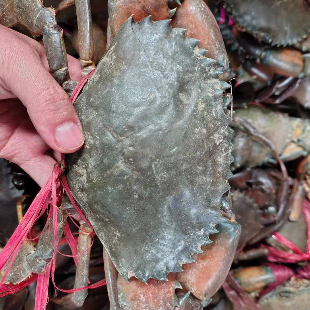 【昆明小时达】寻鲸记缅甸蟹80g-200g/只肉蟹鲜活青蟹