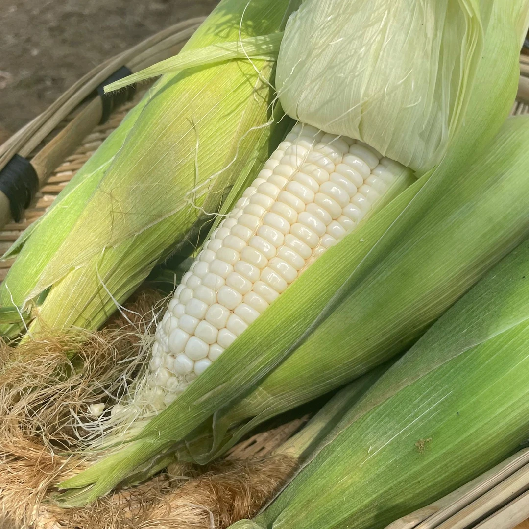 贵州本地特产农家自种白糯玉米（糯包谷）现摘现发