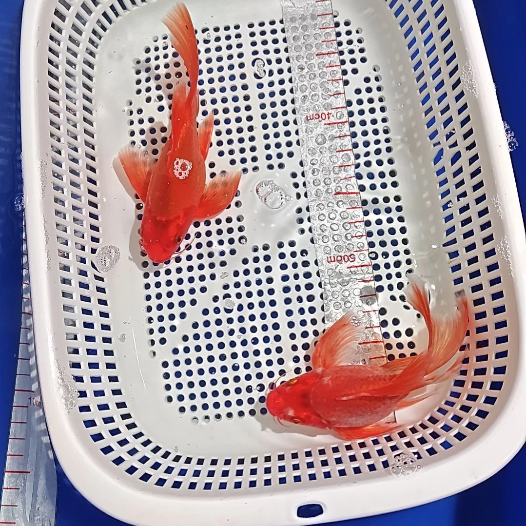 中国大陆冷水观赏鱼蝴蝶鲤