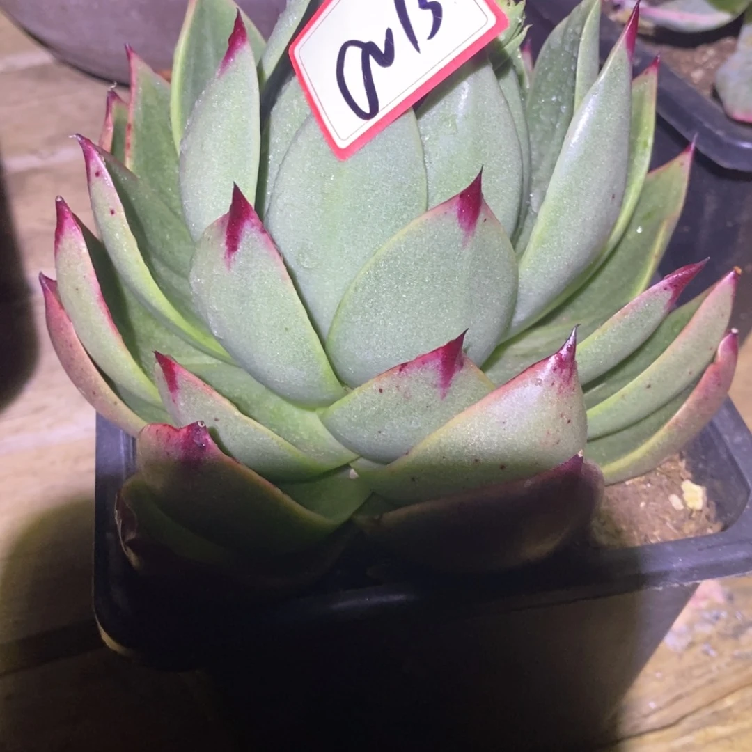 举***哈福利斯特拉a13