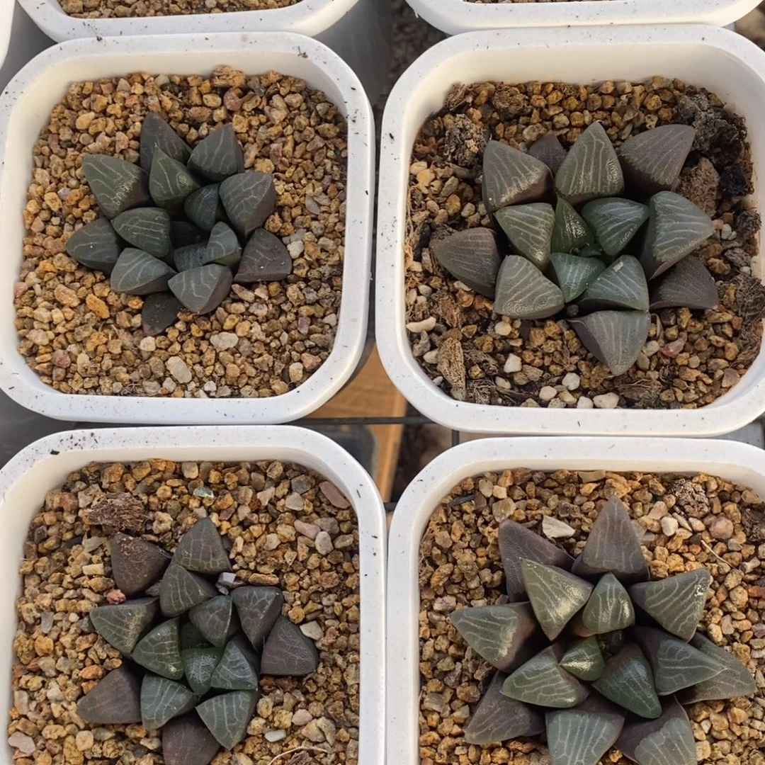 四颗优选实生超级大克一起 炸弹开播福利