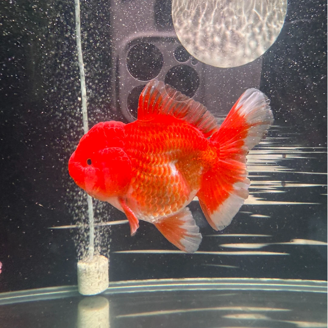 淼淼观赏鱼冷水鱼活体精品萌宠饲养（颜色品相以直播间展示为准）