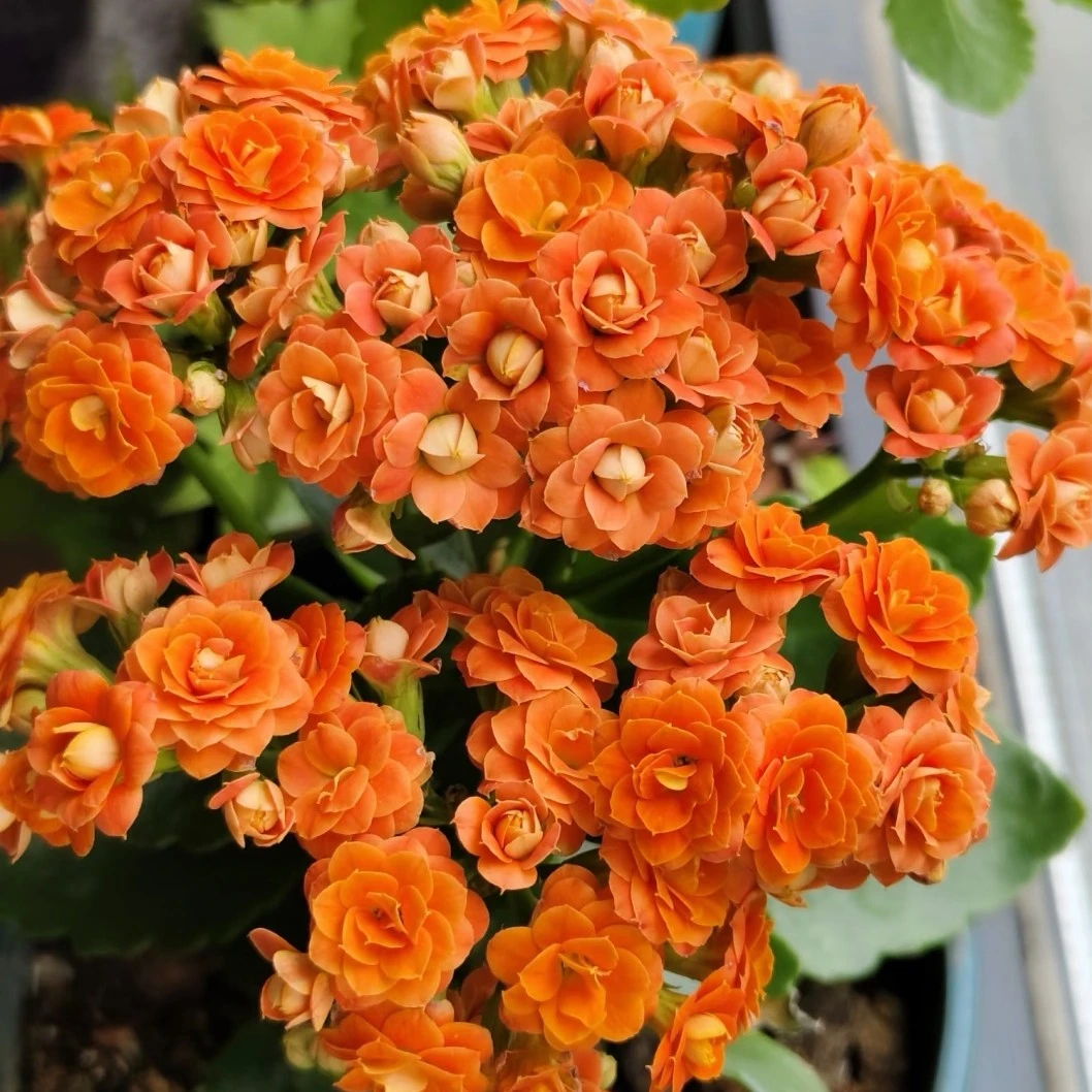 点橙·长寿花橙色，（110型盆）带花苞发货