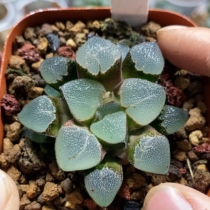 【闪购商品】241翠贝