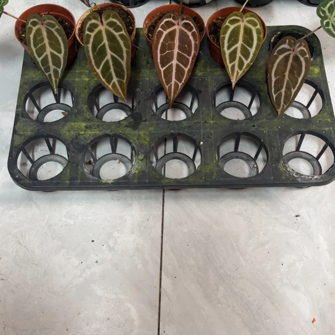 无花朵红水晶（一物一拍