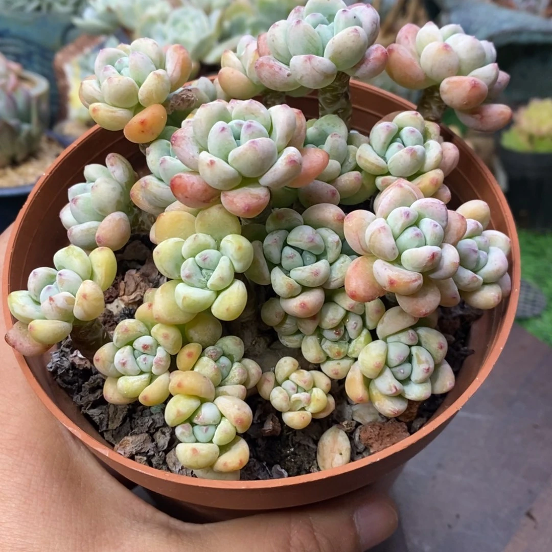 罗琦老桩无砍一物一拍
