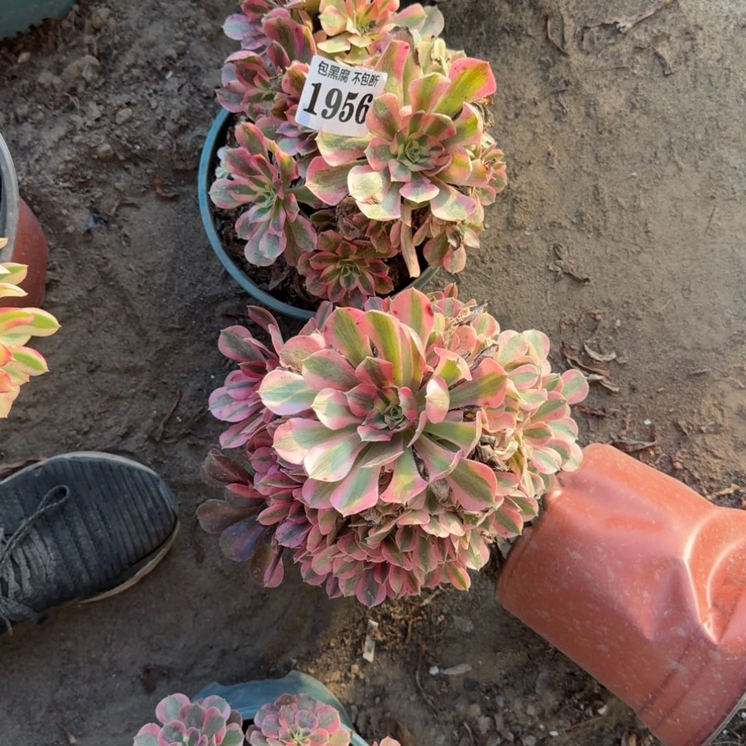 18-28法师粉女巫2颗1956