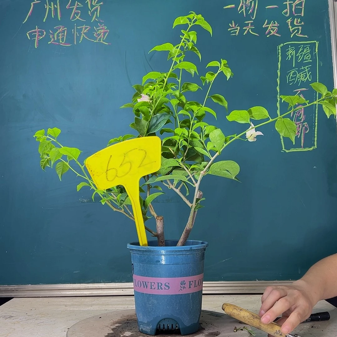 当前无花栽培后可以开花福利  巴西紫  652