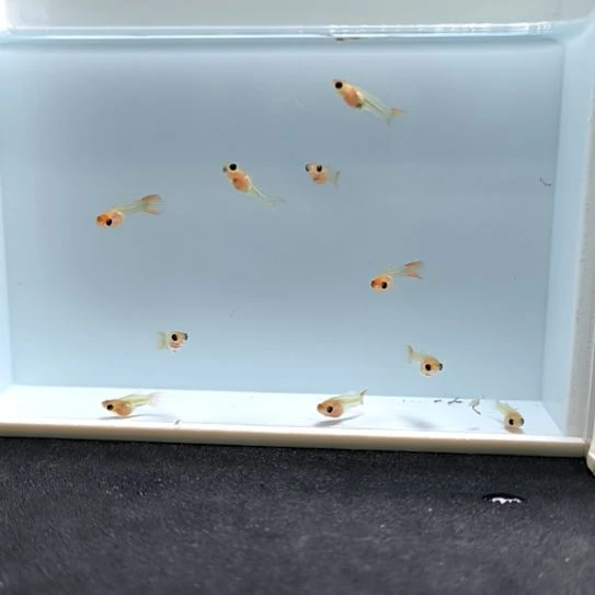 海水鱼精品孔雀鱼，红头玻璃猫，10条苗子。含两条备损