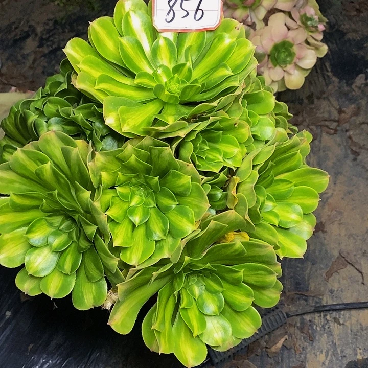 翡翠琉璃中斑老桩捧花856号