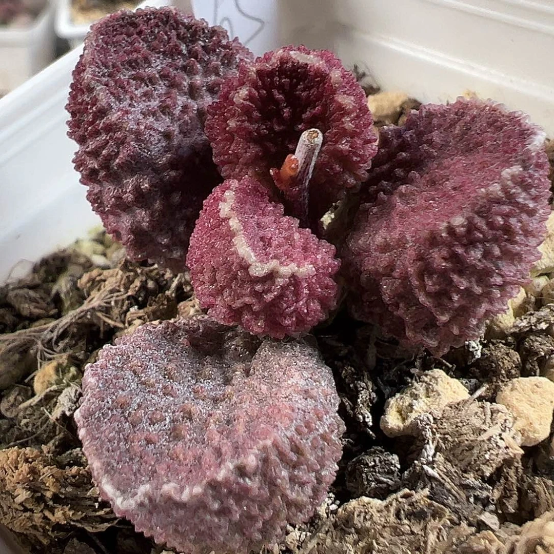 大疣刺款实生新品