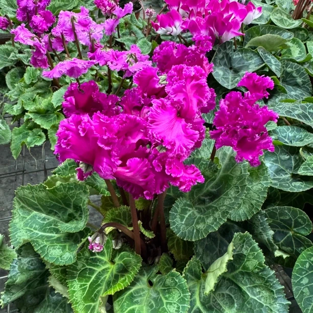 妖精紫色碎边仙客来中花品种花量多（不要换盆）