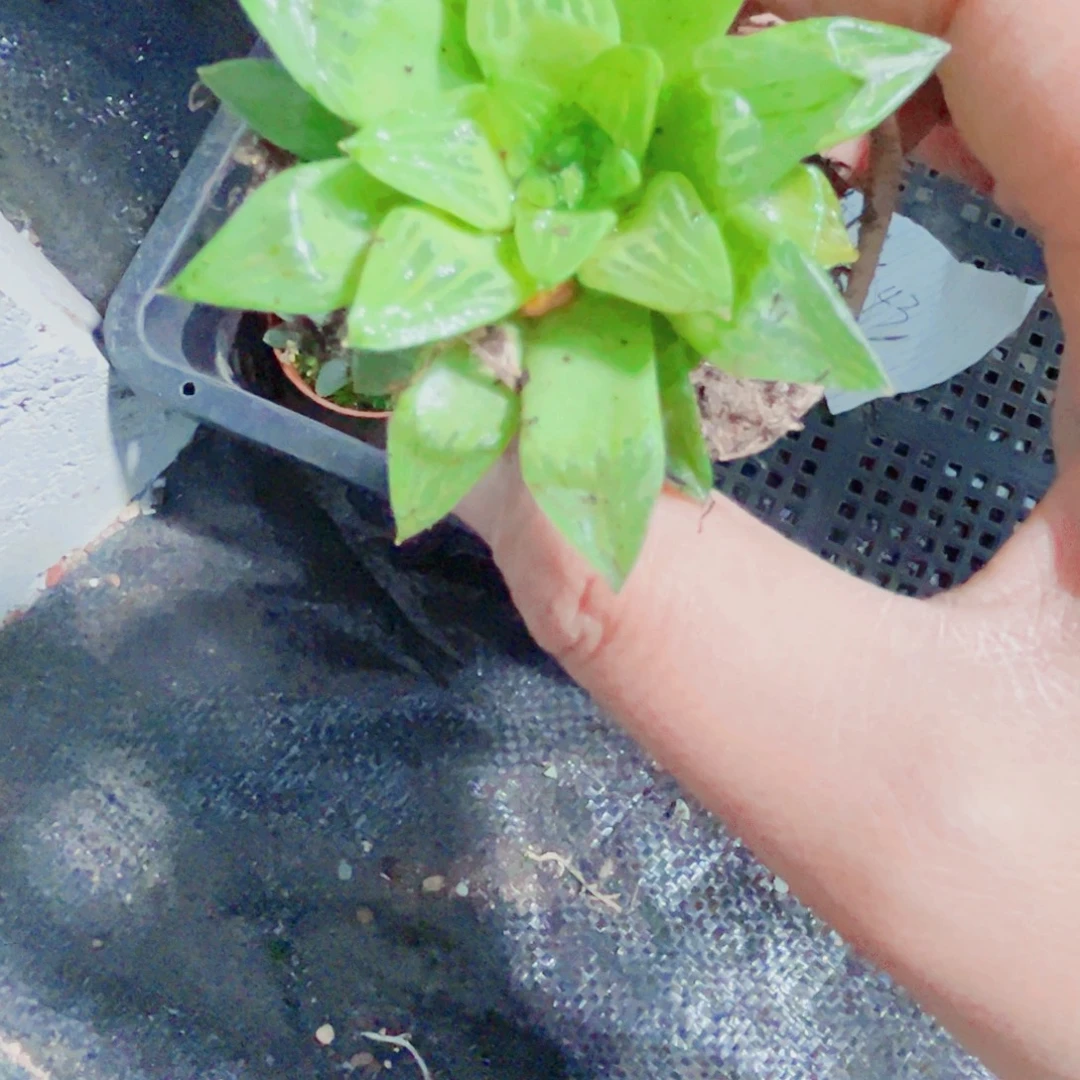 小***魅特价水晶寿多肉植物6666