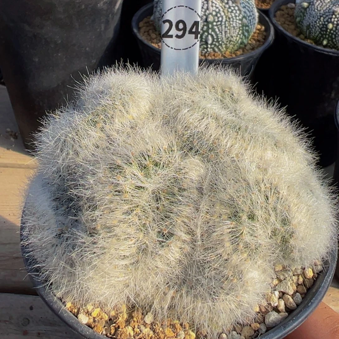 芳香丸缀化多肉植物